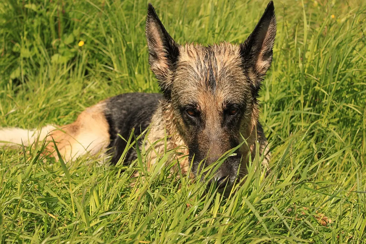 apelidos para murilo