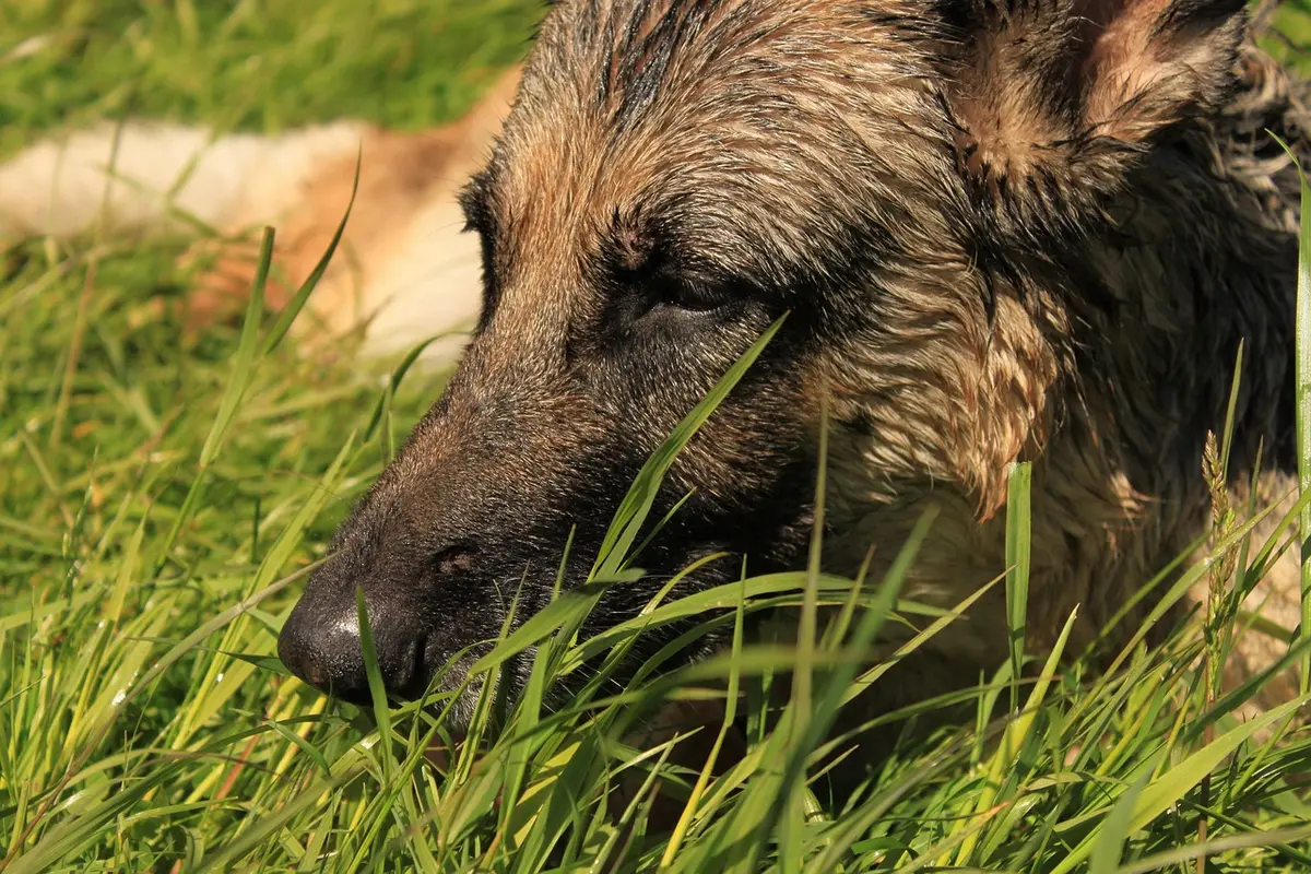 apelidos para o nome thiago