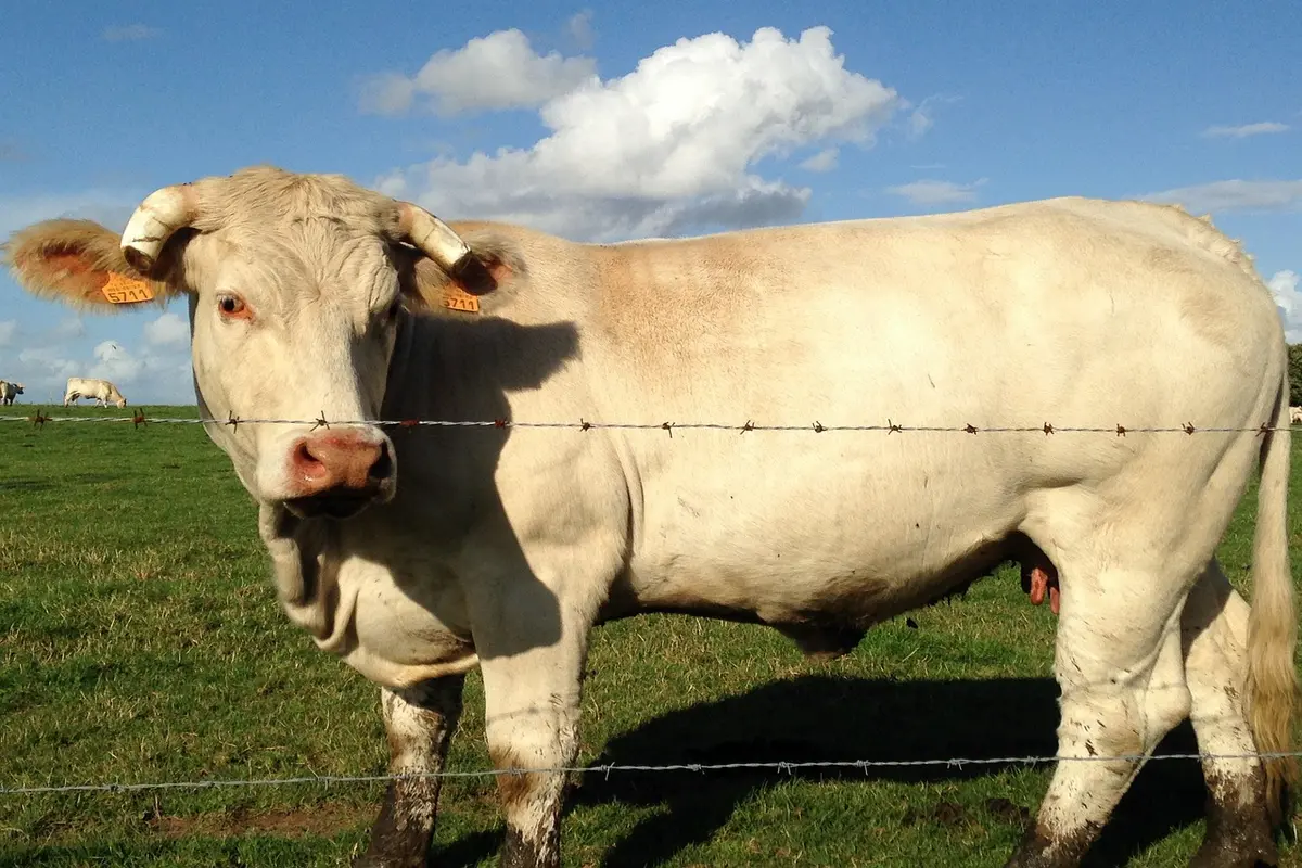 bianca andrade altura