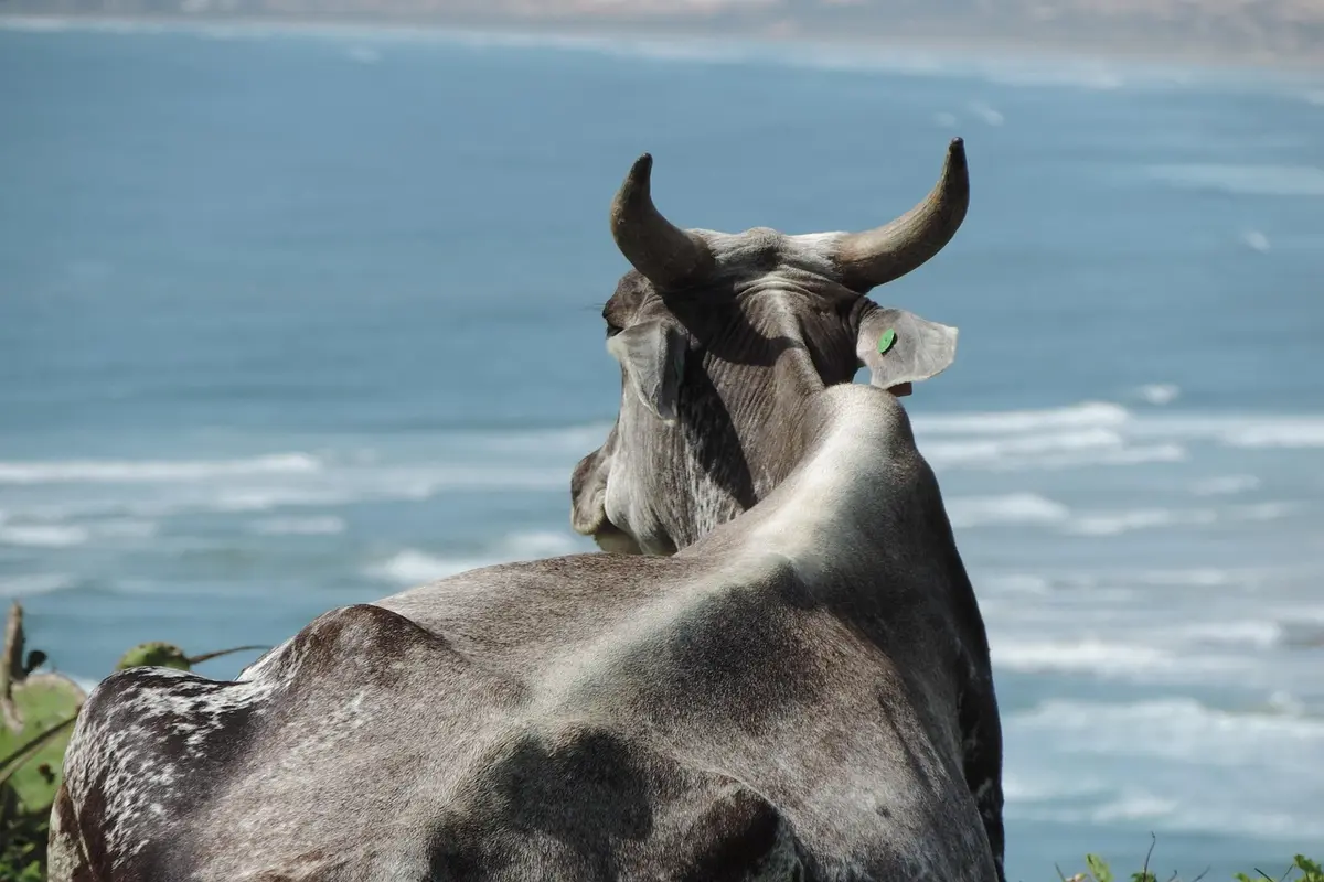 catarina paolino altura