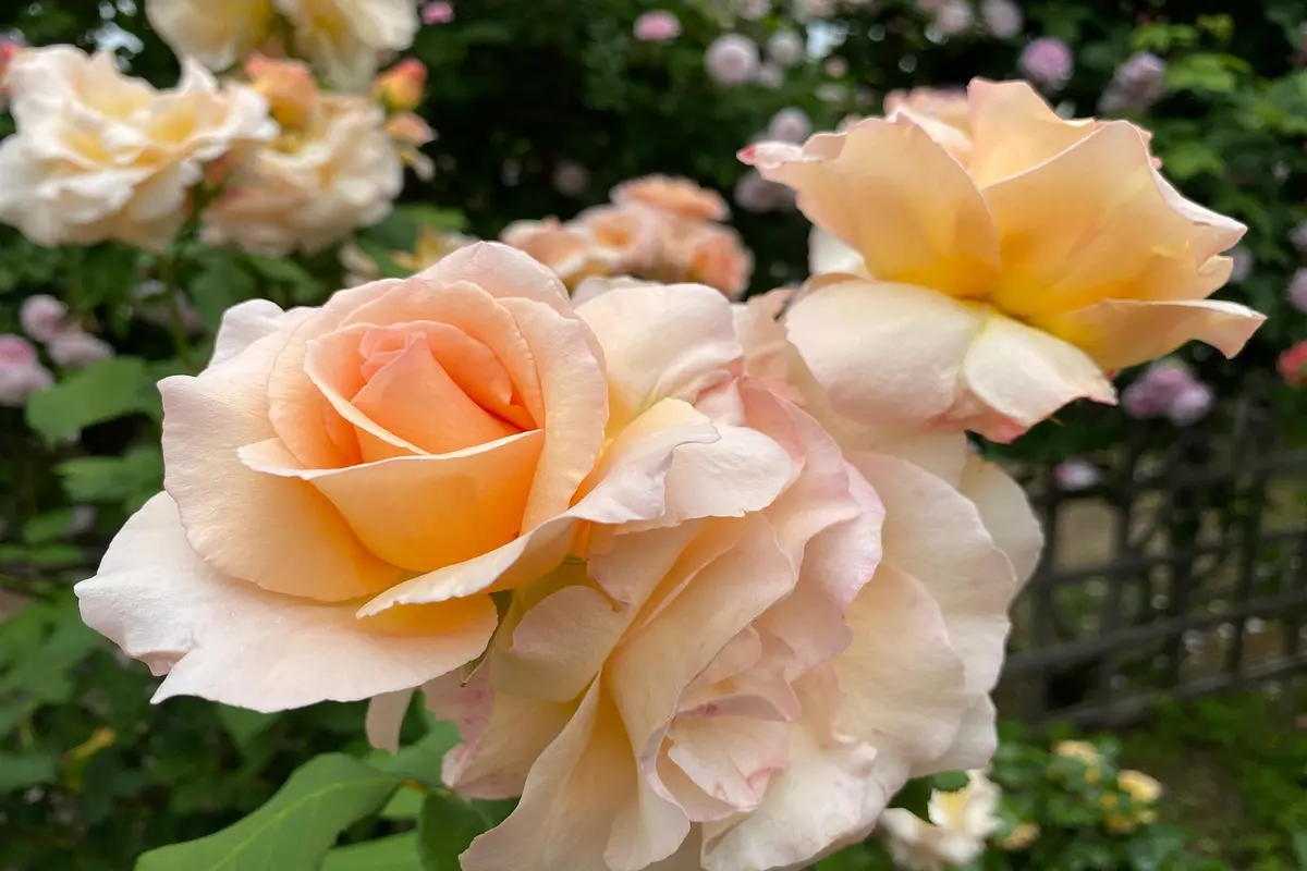 flores que simbolizam amizade