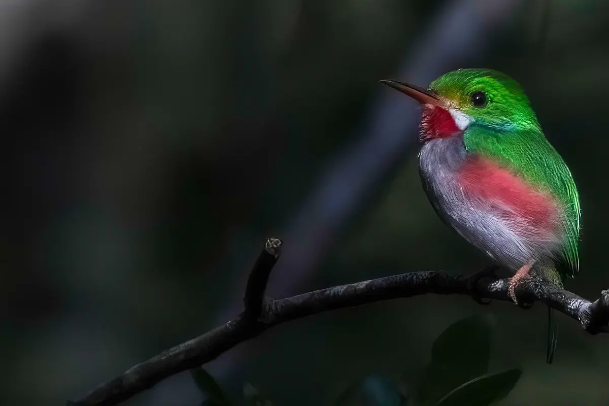 meno tody nome verdadeiro