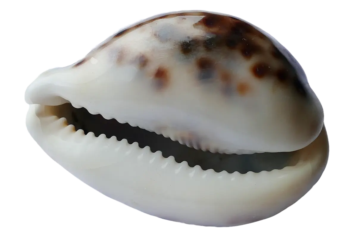 o que o jogo de búzios revela