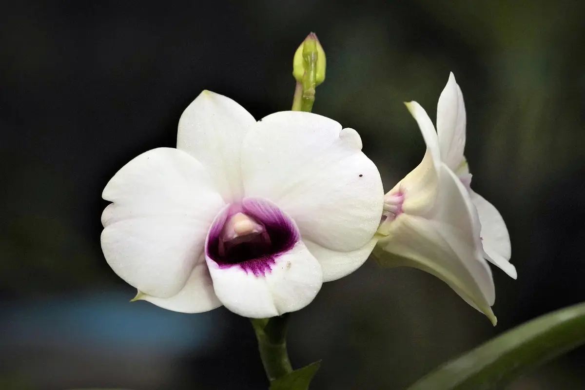 orquídeas significado cores