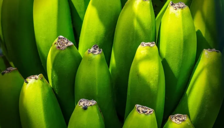 Bananilson Farofa Entenda em Glossário SEO