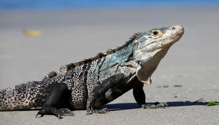 Cor com a Letra I Entenda as Principais Ideias e Exemplos