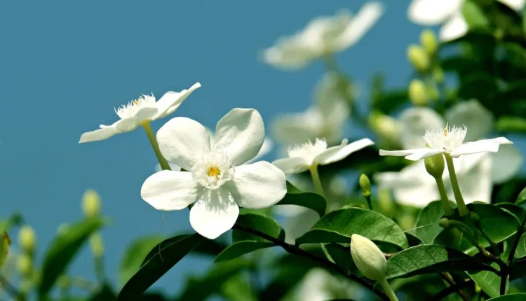 Jasmine Pedro Dom Entenda Quem É e Por Que Importa