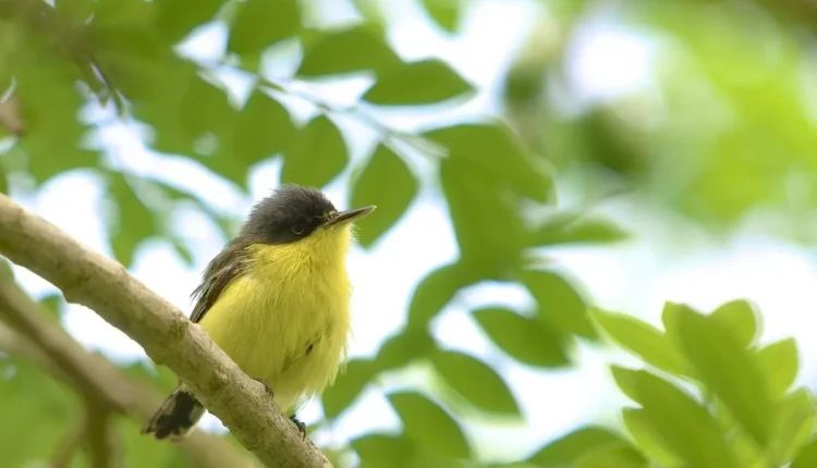 Meno Tody Nome Verdadeiro: Tudo o Que Você Precisa Saber