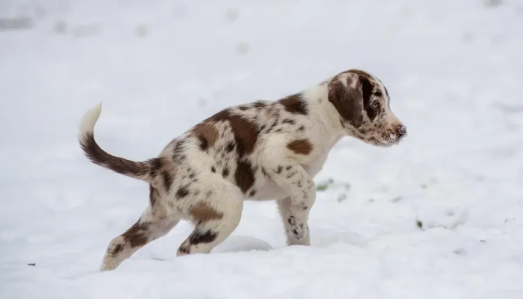 Nome dos filhotes da Patrulha Canina Entenda Quem São Cada Um