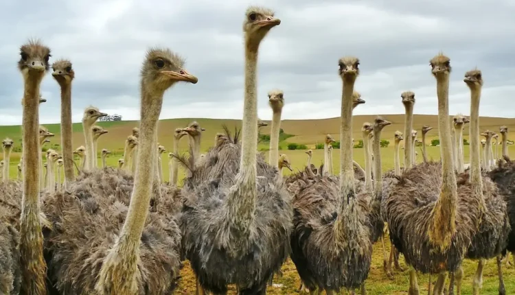 Oene Entenda O Que Significa e Por Que É Importante