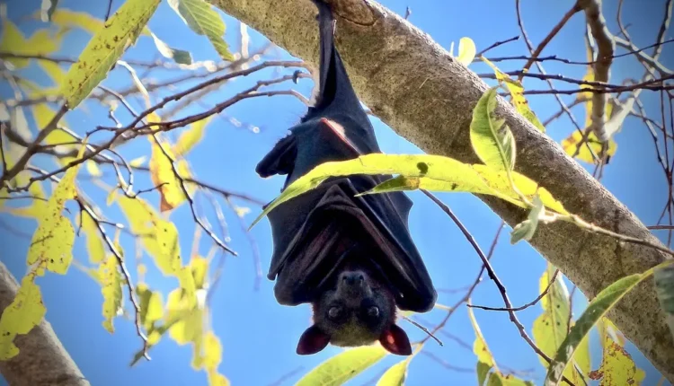Sobrenomes de Vampiros: Descubra Exemplos Icônicos e Significados