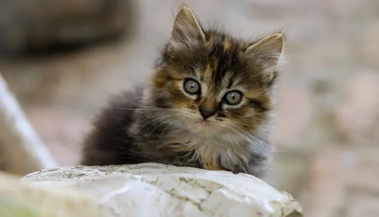 Thomas E. Claffey 1954 a 2012 Entenda Sua História e Legado