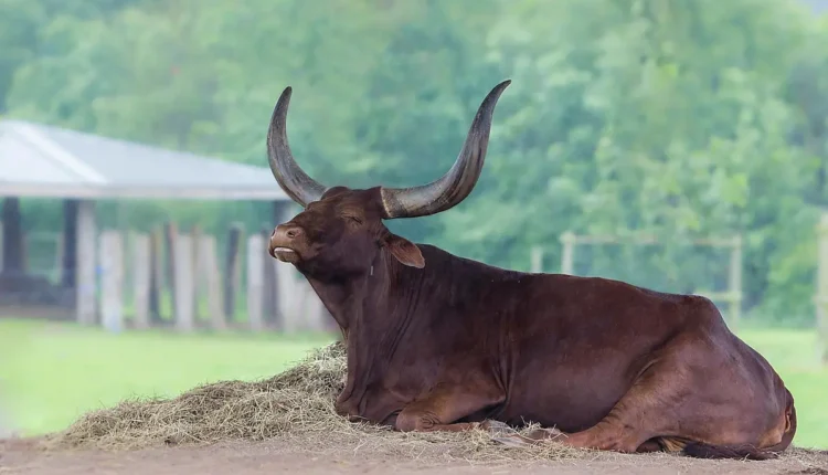 Ankole Watusi fotos minhas Entenda Como Capturar Momentos Únicos