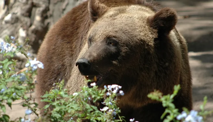 Apelidos para Bruno: Ideias e Significados