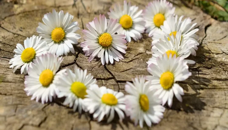 Apelidos para Sophia: Ideias Carinhosas e Criativas