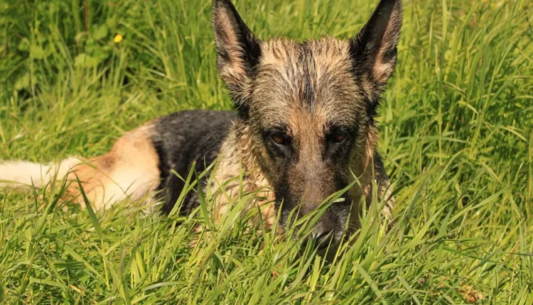 Apelidos para o nome Thiago: ideias criativas