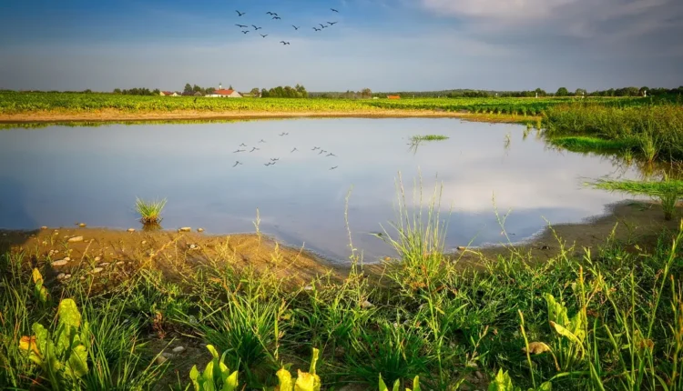 Baco Exu Do Blues Altura Entenda o Sentido e Significado
