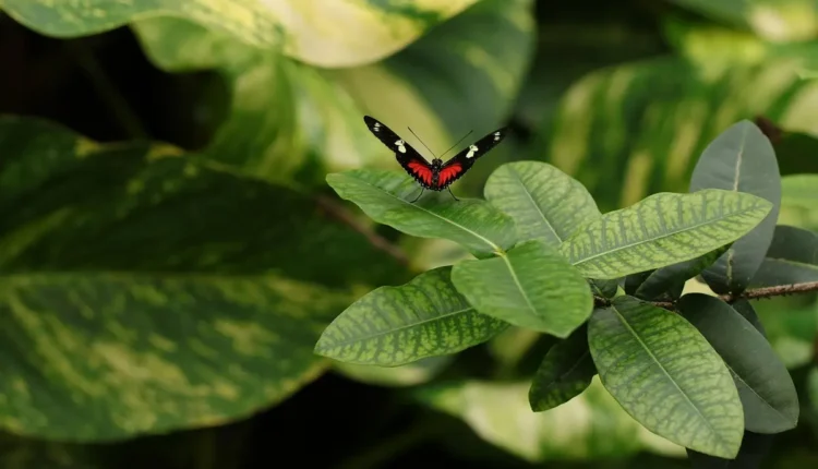Borboleta Preta em Casa Entenda Seu Significado e Como Agir