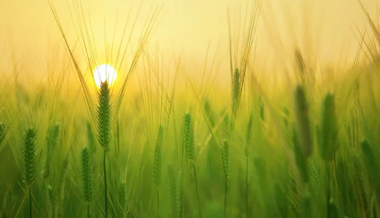 Ciee Jovem Aprendiz 2024 Tudo o Que Você Precisa Saber