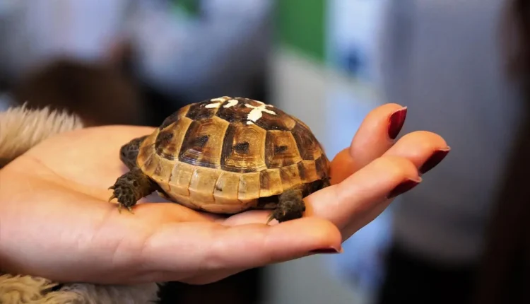 Comprar e Bom Levar e Melhor Inscrição 2023 Entenda as Vantagens