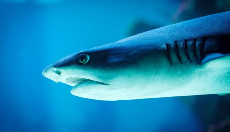 Inscrição Shark Tank: Tudo o Que Você Precisa Saber para Participar