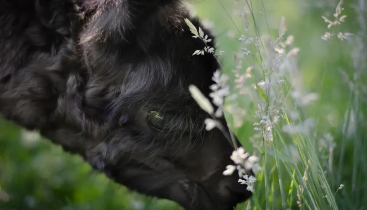 Nomes Para Instagram de Cria do RJ: Dicas Incríveis para se Destacar