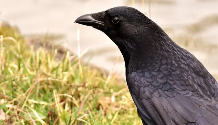 Nomes dark para perfil: ideias e inspirações