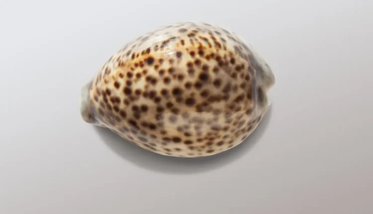 O que o jogo de búzios revela: Entenda