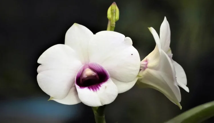 Orquídeas Significado Cores Entenda o Que Cada Tom Representa