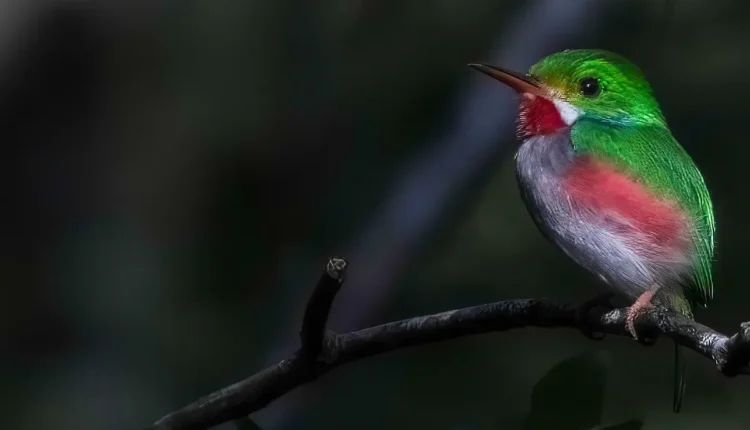 Qual a idade do meno tody: Entenda