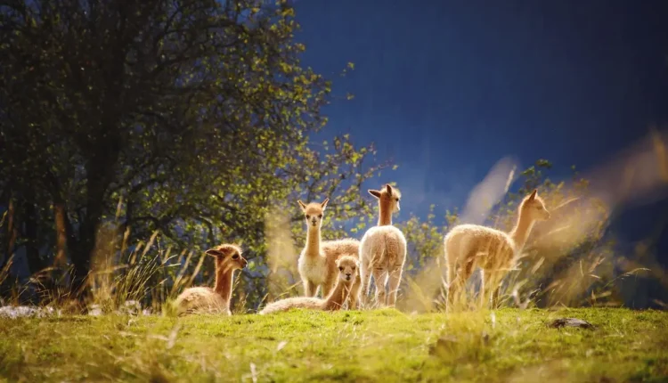 Vulgos de Cria Entenda os Principais Termos e Significados