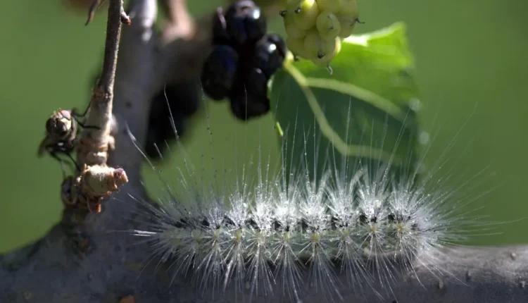 Duda Rubert idade: tudo o que você precisa saber