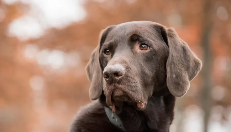 Kamylinha Santos biografia: Tudo o que você precisa saber
