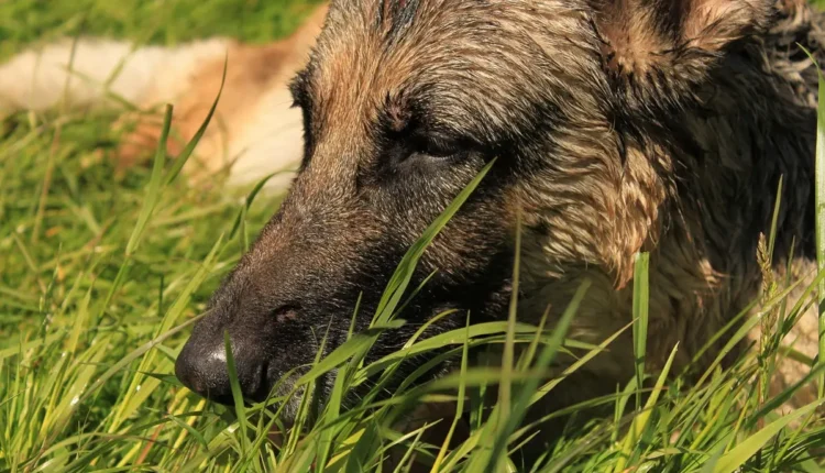 Apelidos para Murilo: Sugestões Criativas e Carinhosas