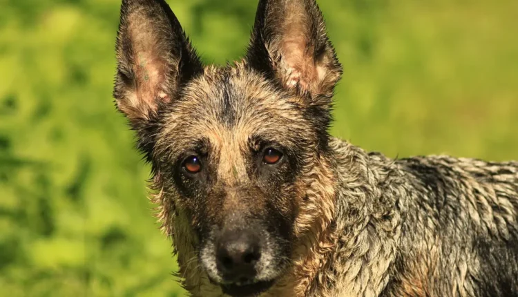 Gerador de Nick TikTok: Tudo o Que Você Precisa Saber