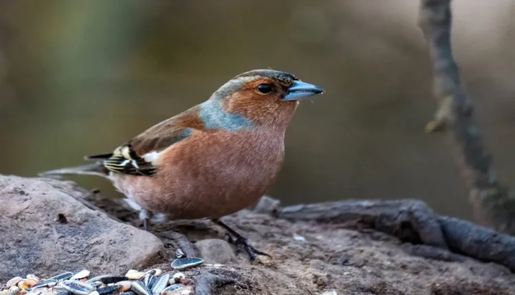 Thiago Finch altura: Tudo o que você precisa saber