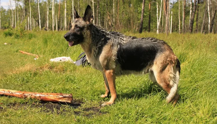 Apelido para Lucas: Ideias Criativas