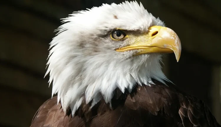 Bio Instagram Low Profile: Tudo o Que Você Precisa Saber