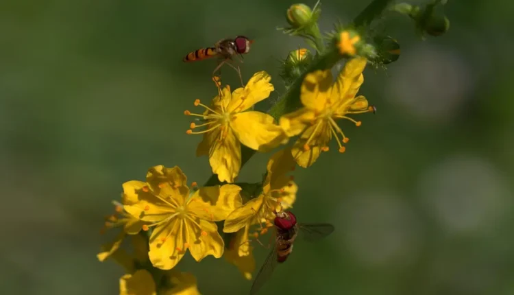 Maria José Cururu Meme: Entenda