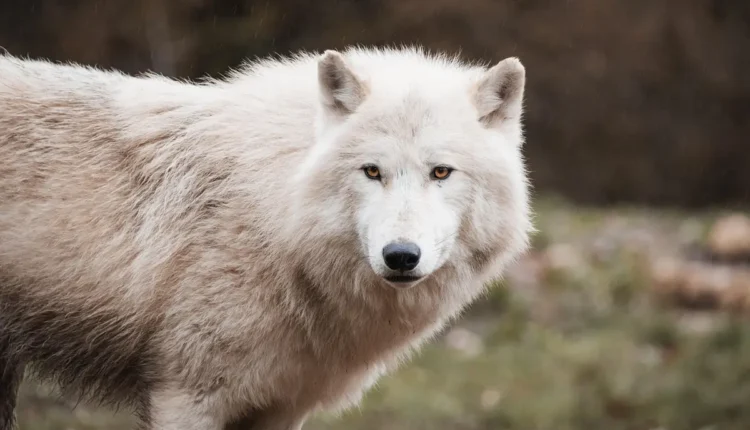 Wanessa Wolf Idade: Tudo o Que Você Precisa Saber